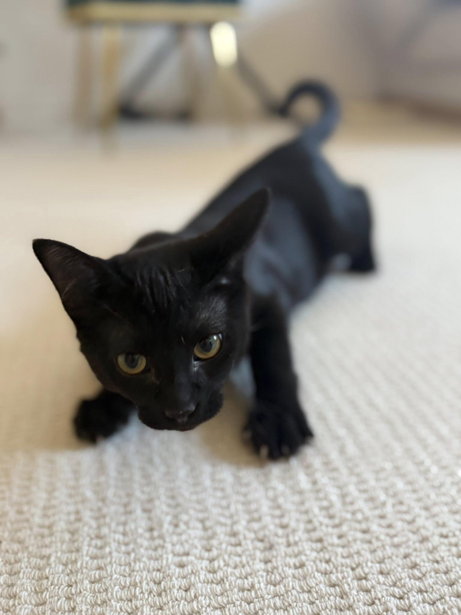 Batman, an adopted Domestic Short Hair in Frisco, TX image 2/4