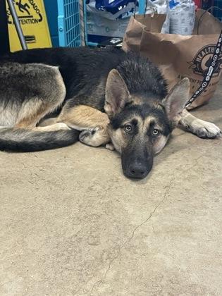 Apple Fritter, Adoptable, Young Female German Shepherd Dog & Mixed Breed.