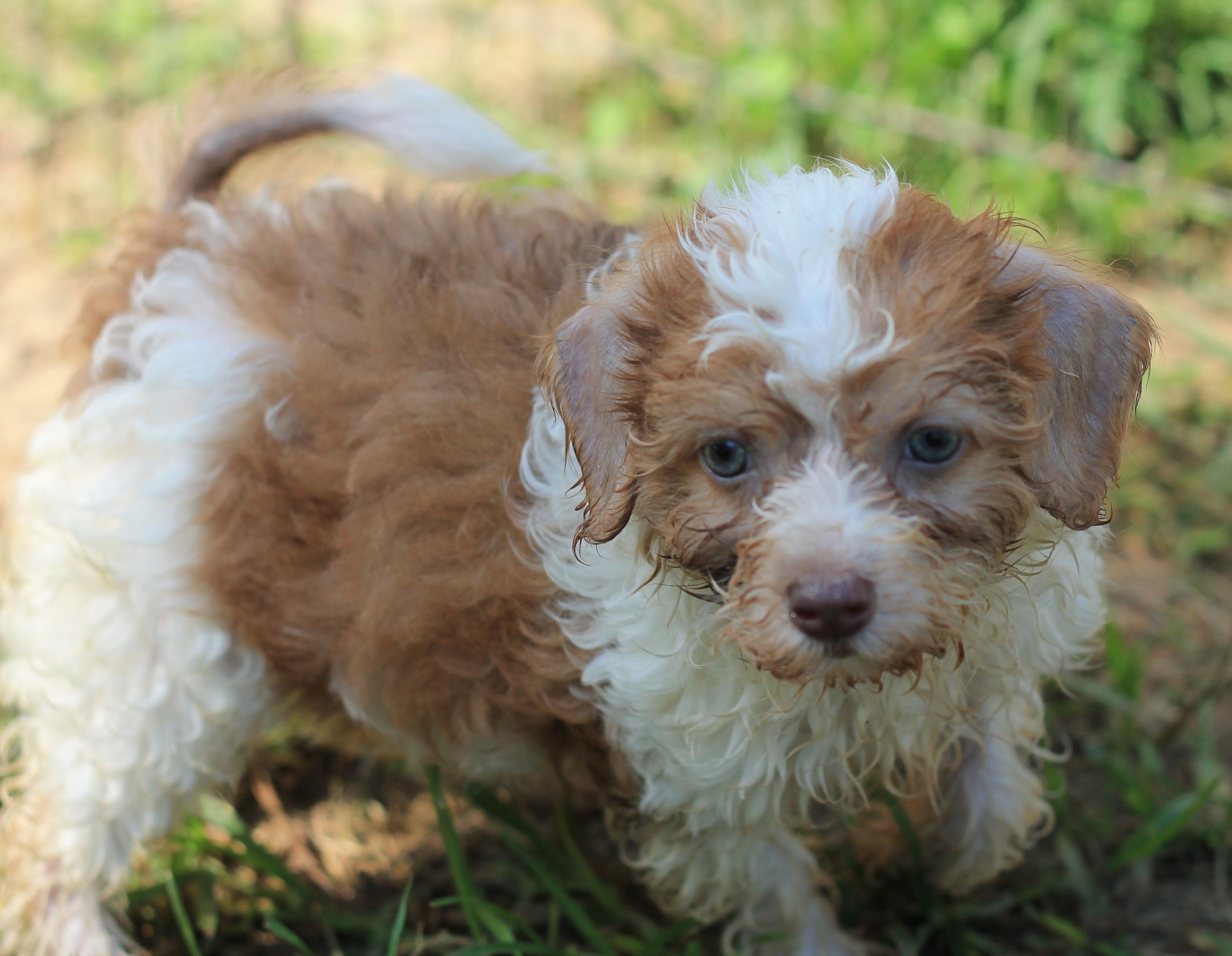 Emily, Baby Female Havanese