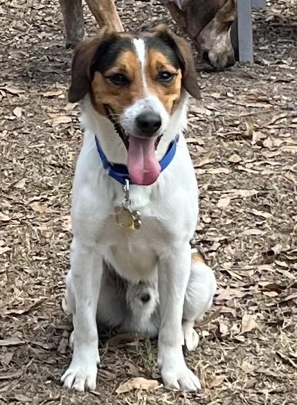 Enlarge Rowdy, a ADOPTABLE Beagle in Tomball, TX image 1/6