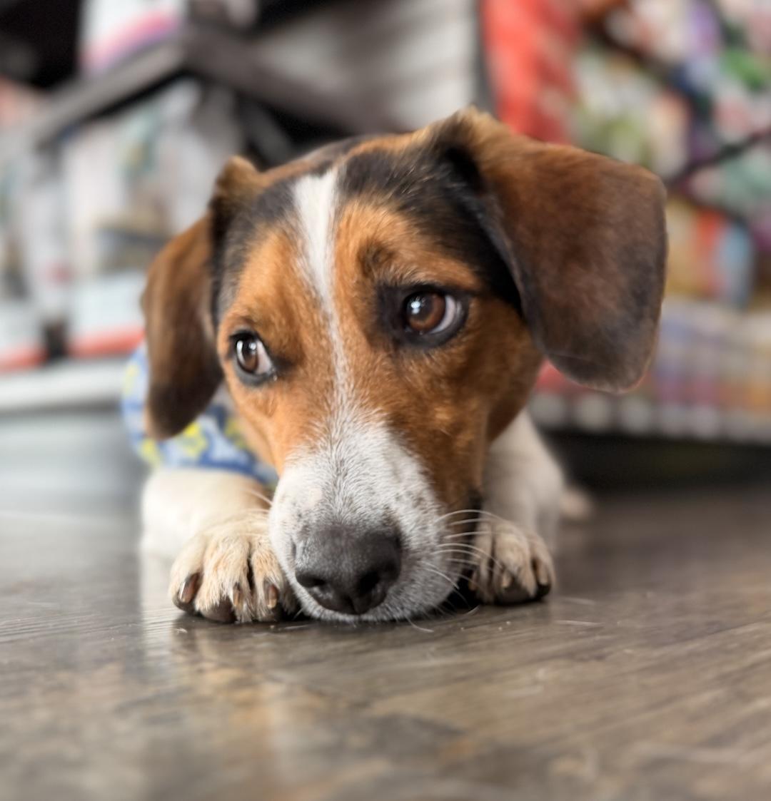 Rowdy, ADOPTABLE, Young Male Beagle.