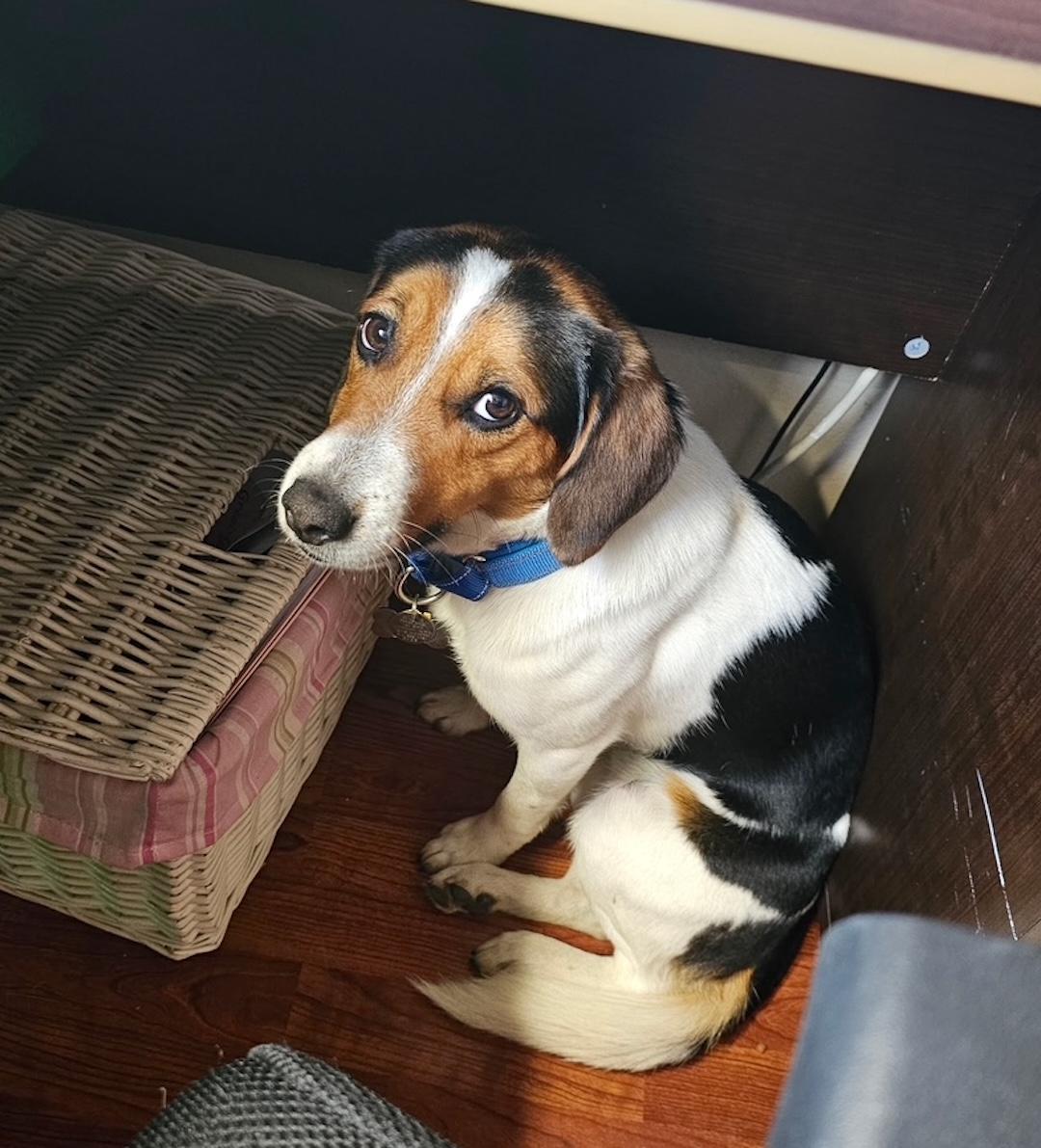 Enlarge Rowdy, a ADOPTABLE Beagle in Tomball, TX image 5/6