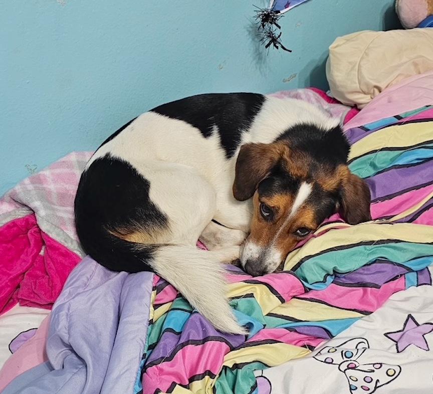 Enlarge Rowdy, a ADOPTABLE Beagle in Tomball, TX image 4/6