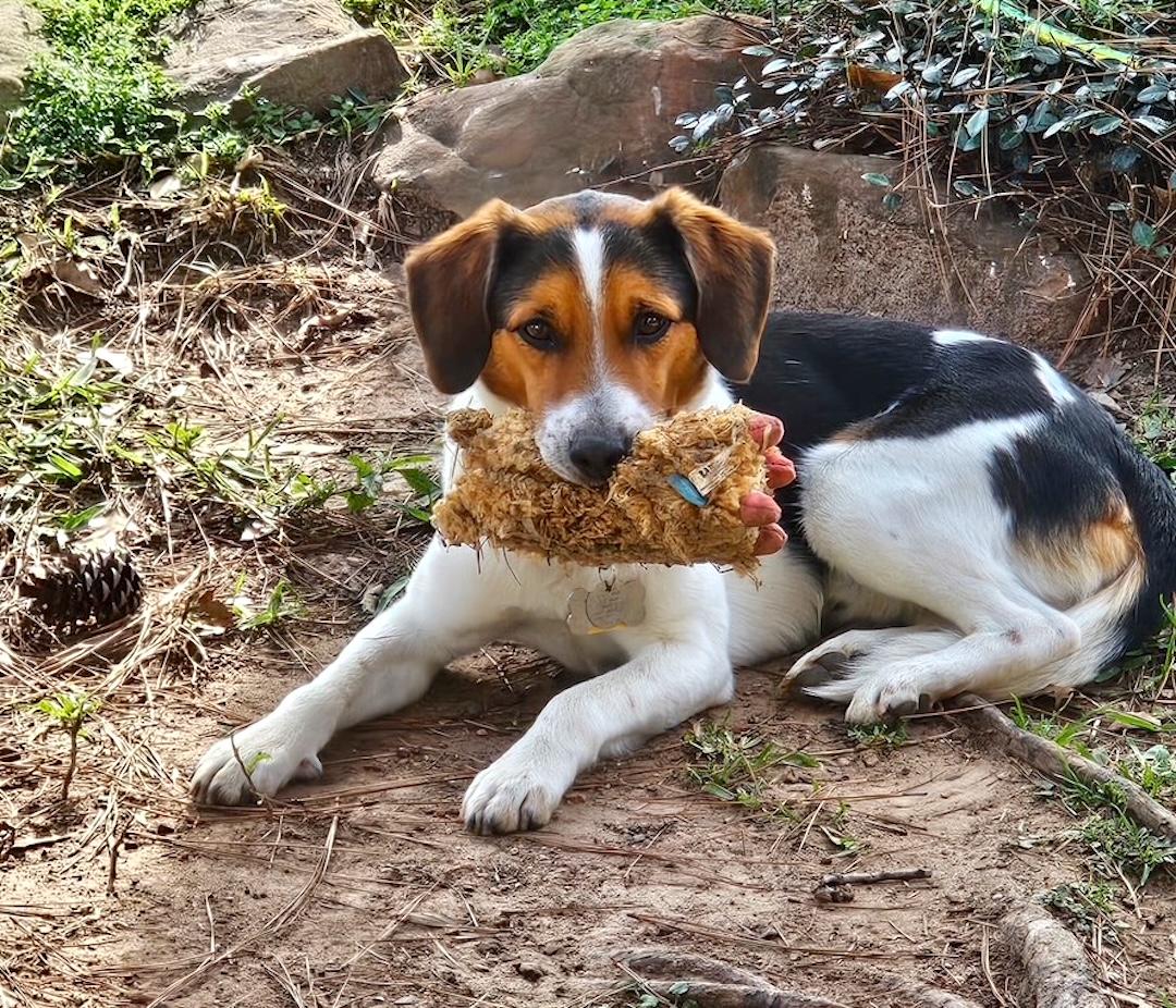 Rowdy — thumbnail 4