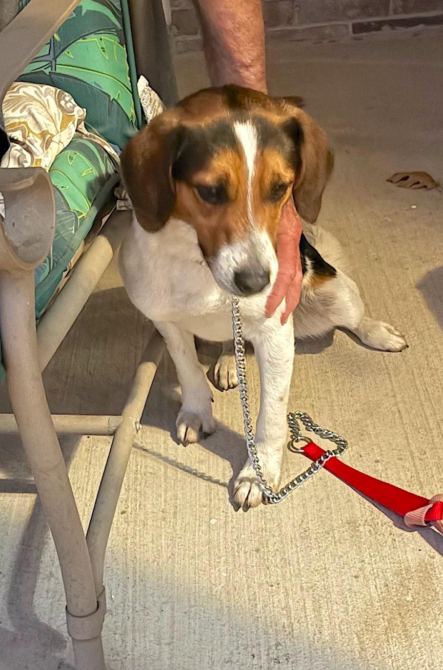 Enlarge Rowdy, a ADOPTABLE Beagle in Tomball, TX image 6/6