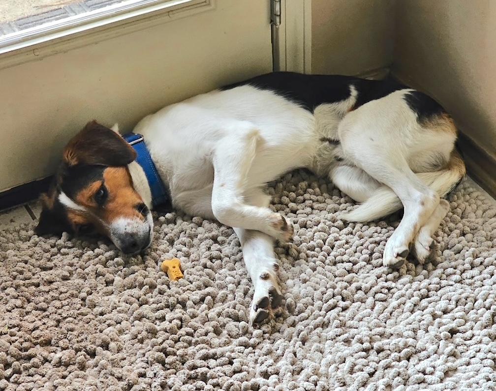 Rowdy — thumbnail 6