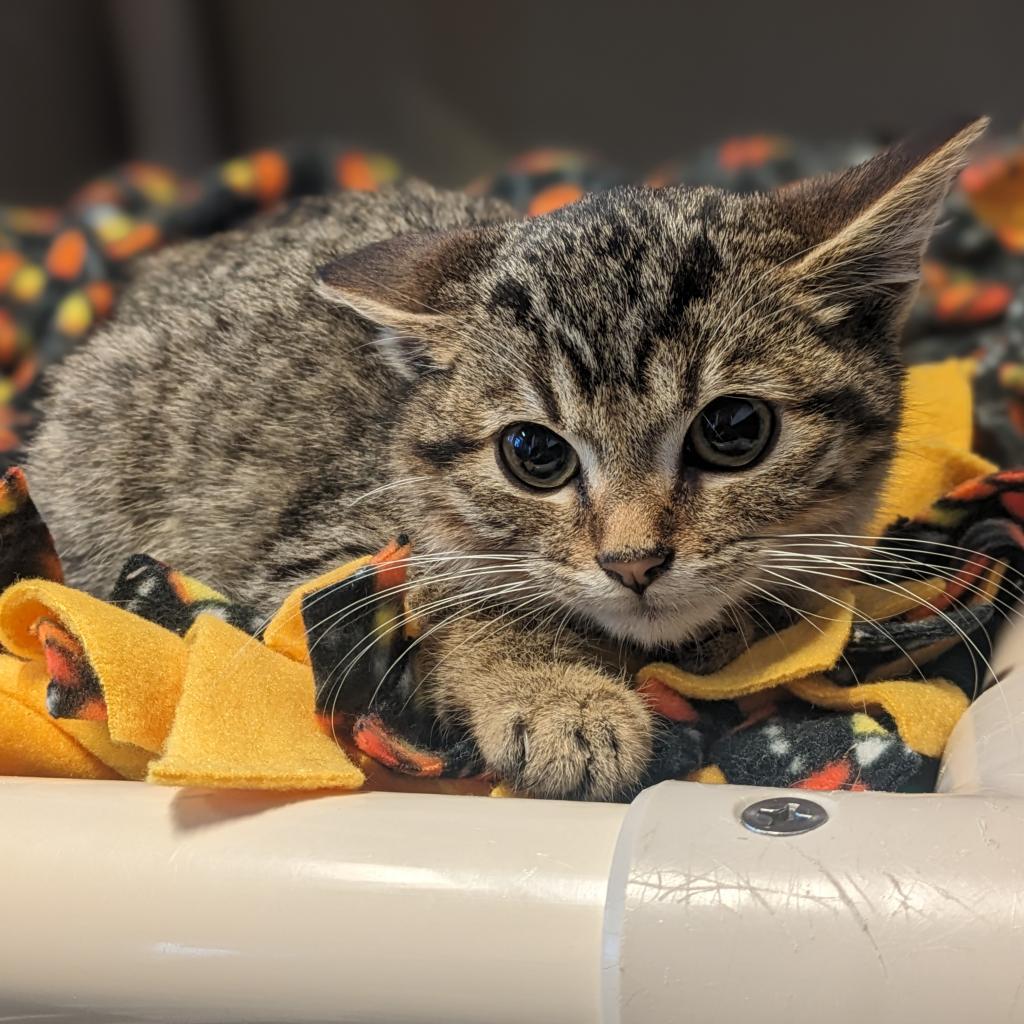 Mully, Adoptable, Adult Male Domestic Short Hair.
