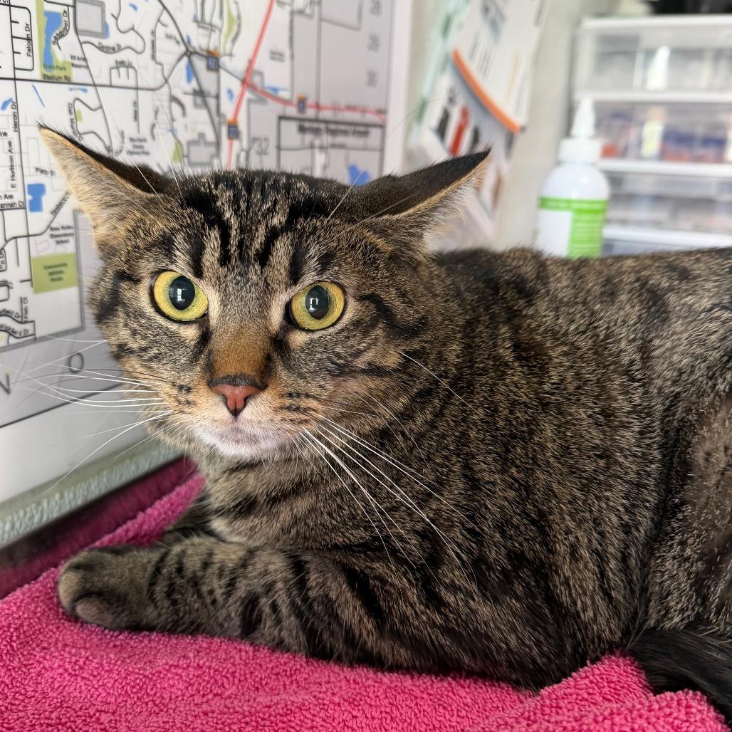 Mully, a Adoptable Domestic Short Hair in Mankato, MN image 2/3