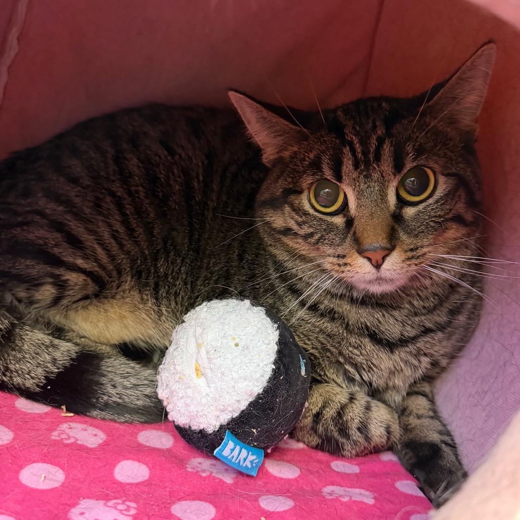 Mully, a Adoptable Domestic Short Hair in Mankato, MN image 3/3