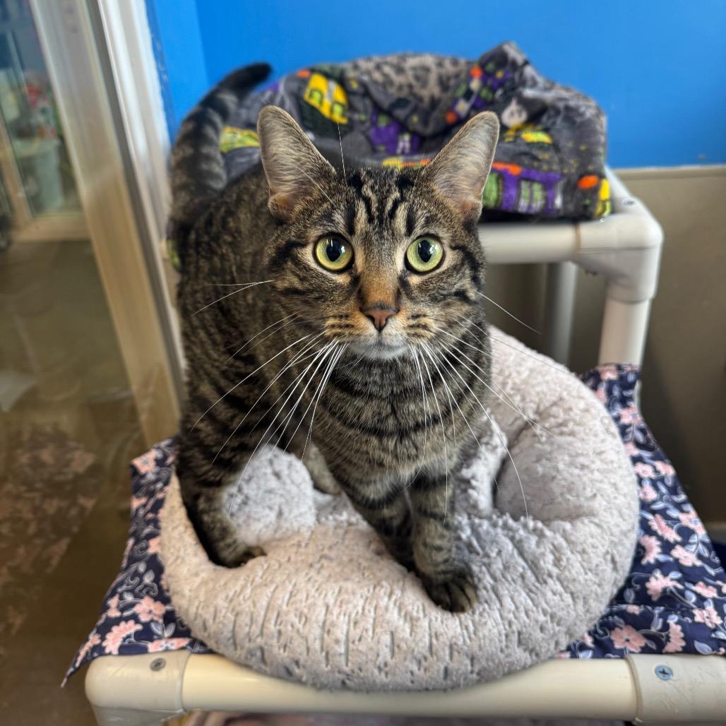 Mully, Adoptable, Adult Male Domestic Short Hair.