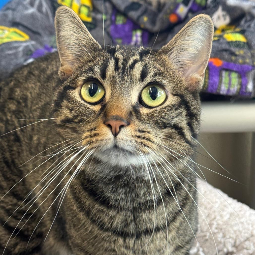 Enlarge Mully, a Adoptable Domestic Short Hair in Mankato, MN image 2/3