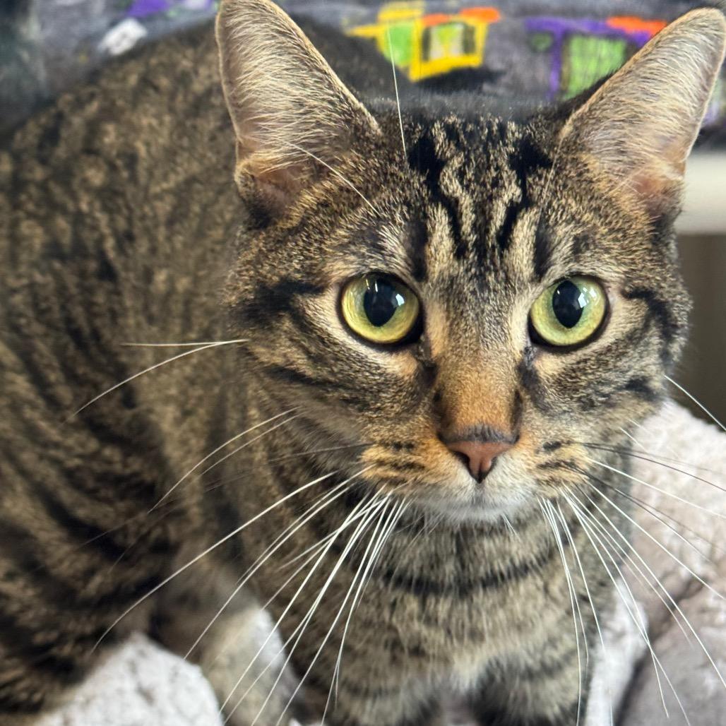 Enlarge Mully, a Adoptable Domestic Short Hair in Mankato, MN image 3/3