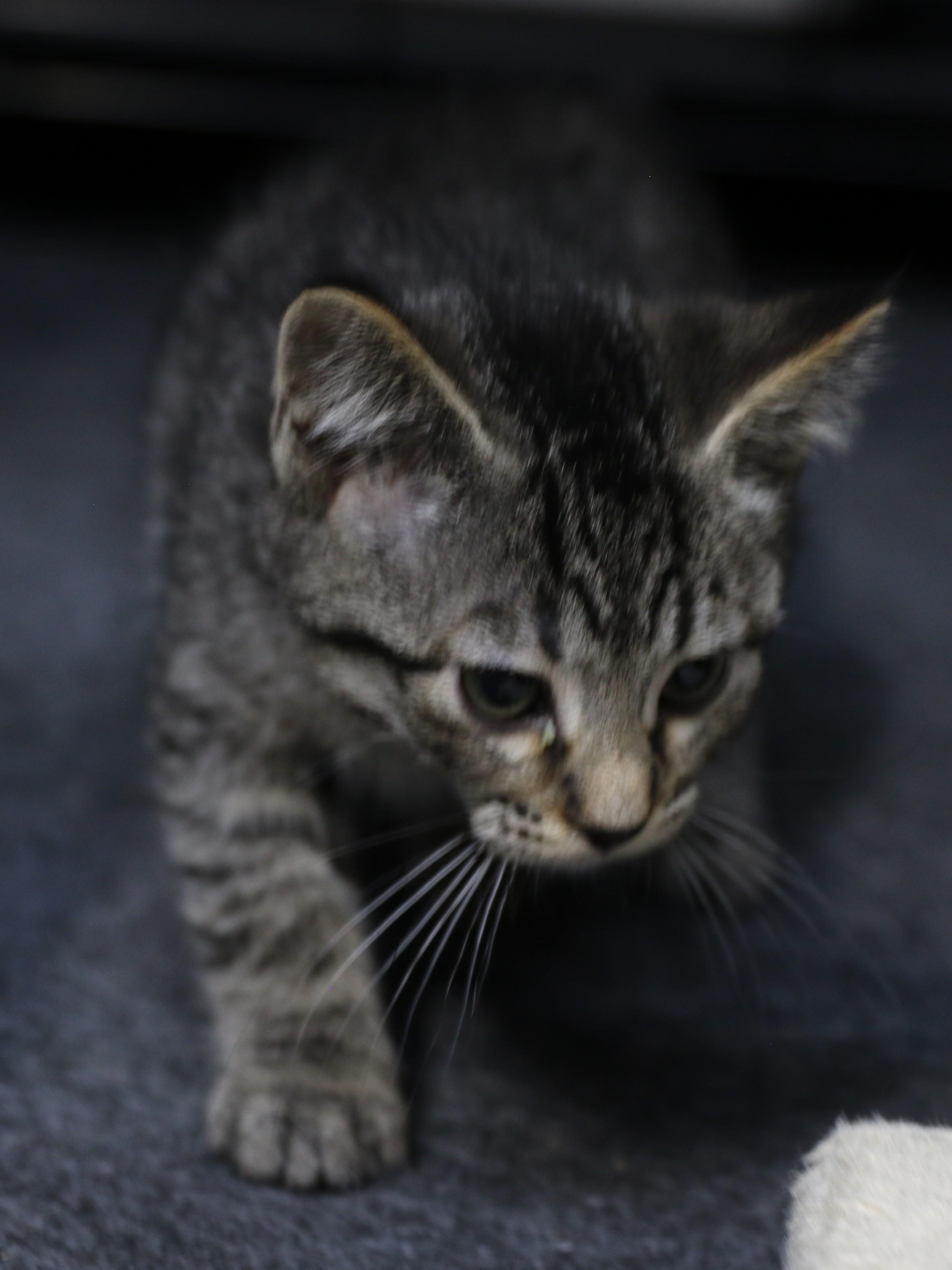 Mokara, an adopted mixed breed in Cut Bank, MT image 2/6