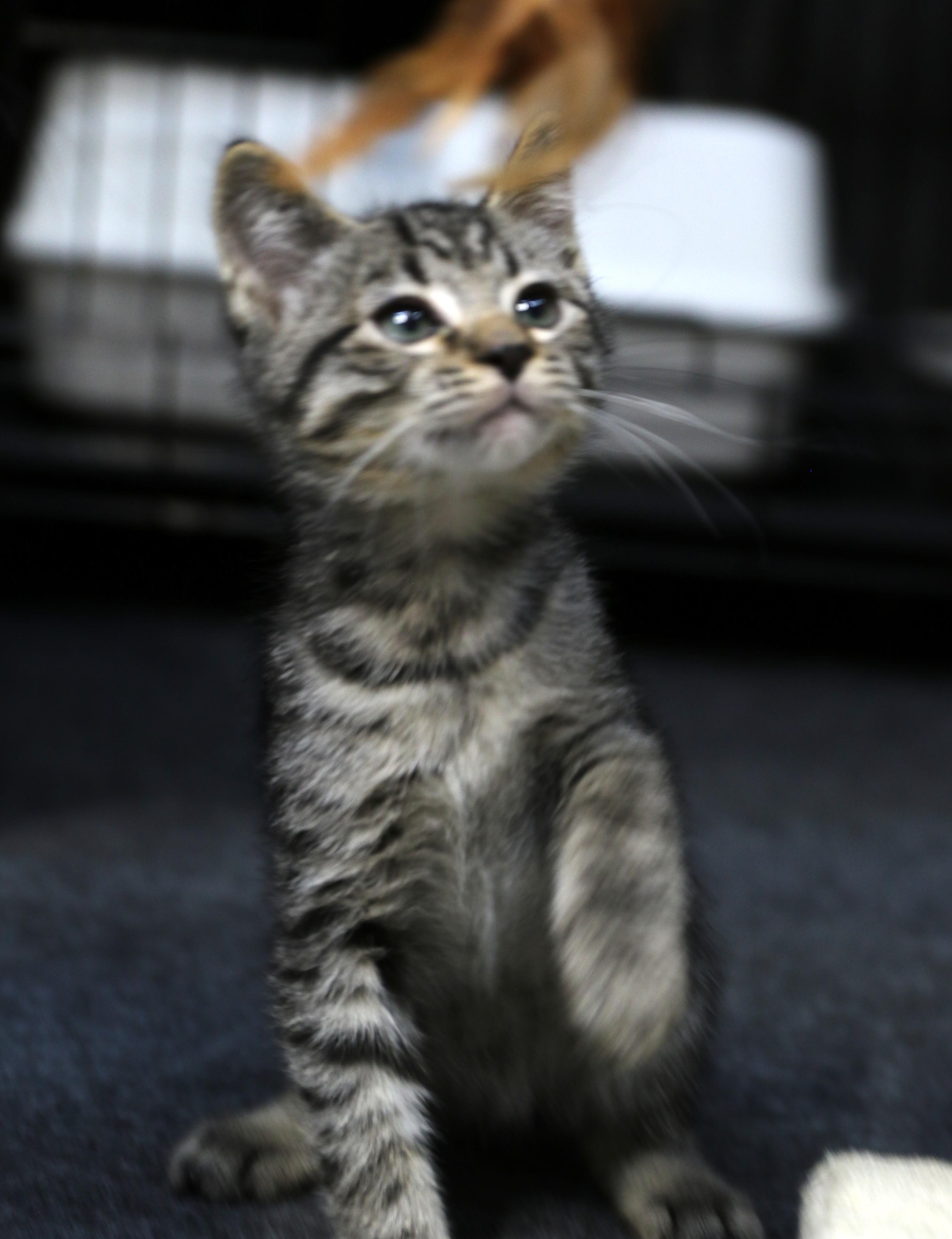 Mokara, an adopted mixed breed in Cut Bank, MT image 5/6