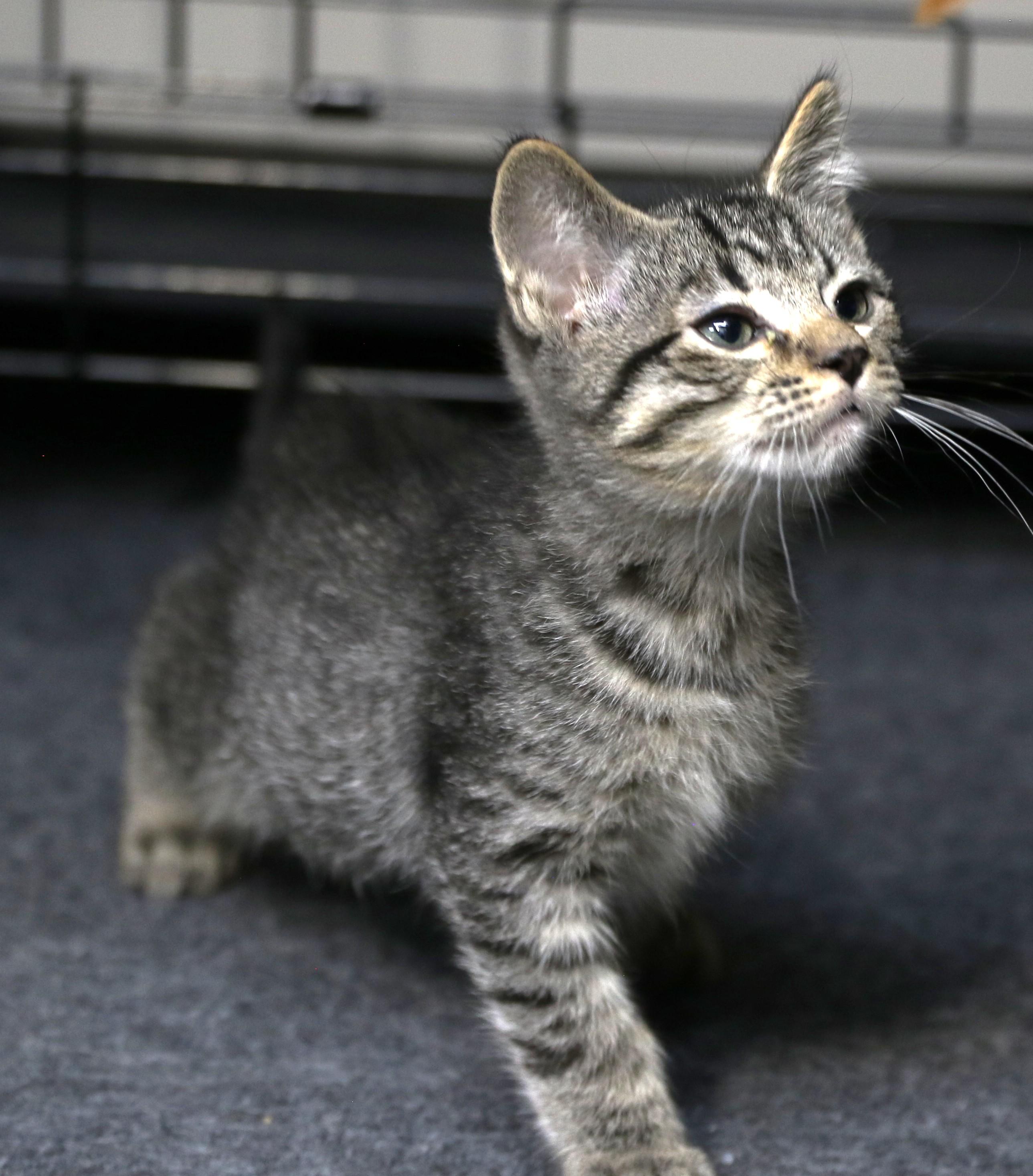 Mokara, an adopted mixed breed in Cut Bank, MT image 3/6