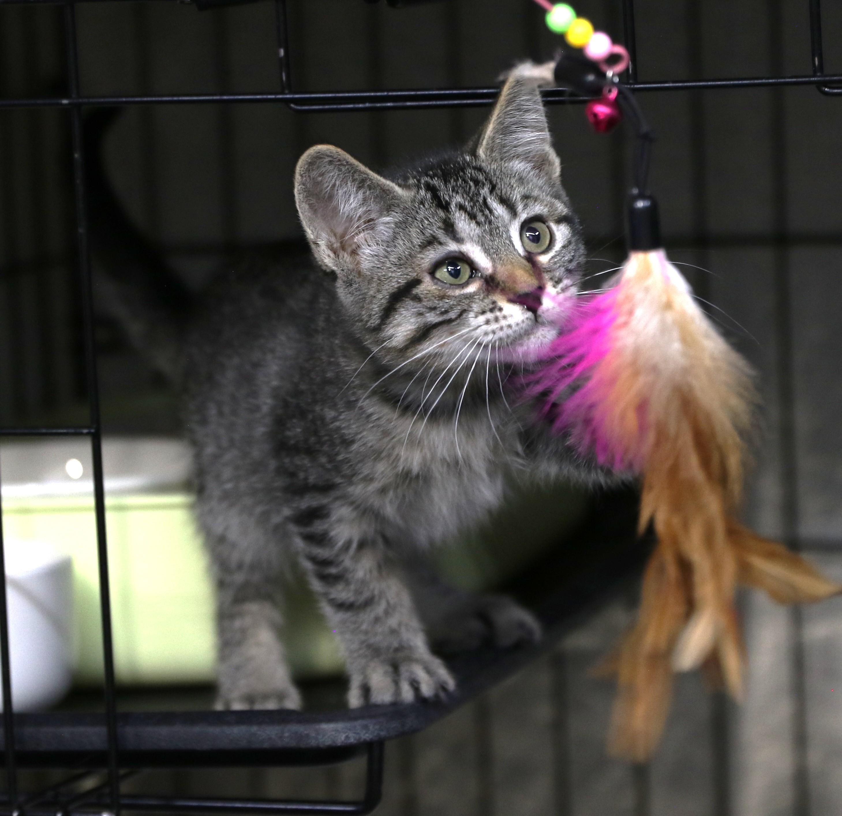 Mokara, an adopted mixed breed in Cut Bank, MT image 1/6