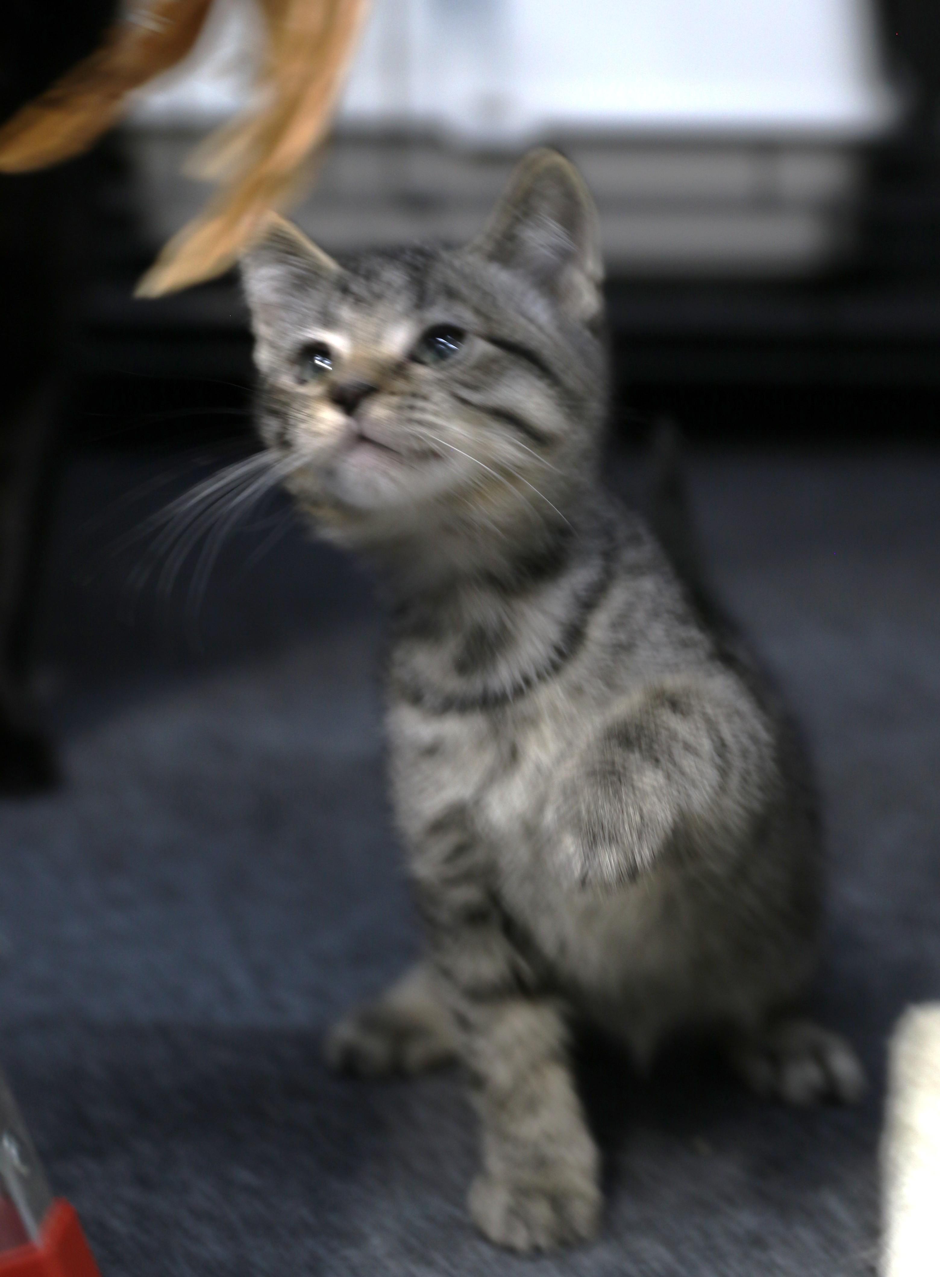 Mokara, an adopted mixed breed in Cut Bank, MT image 4/6