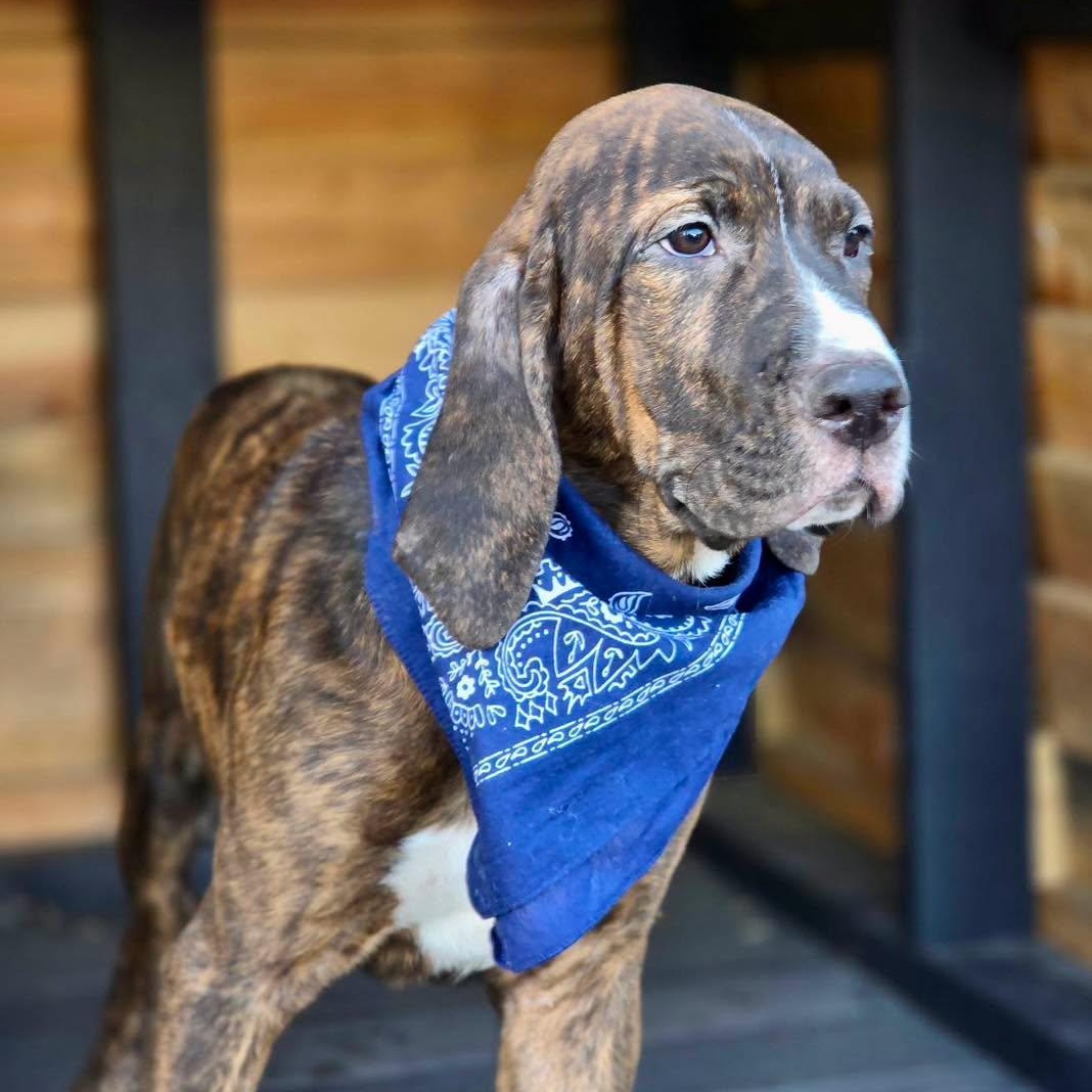 Jethro, an adopted mixed breed in Effingham, IL image 3/3