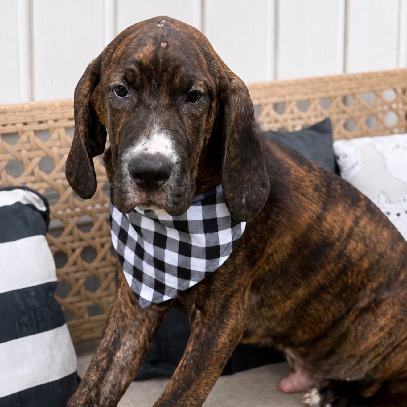 Jethro, adopted, Young Male Hound.