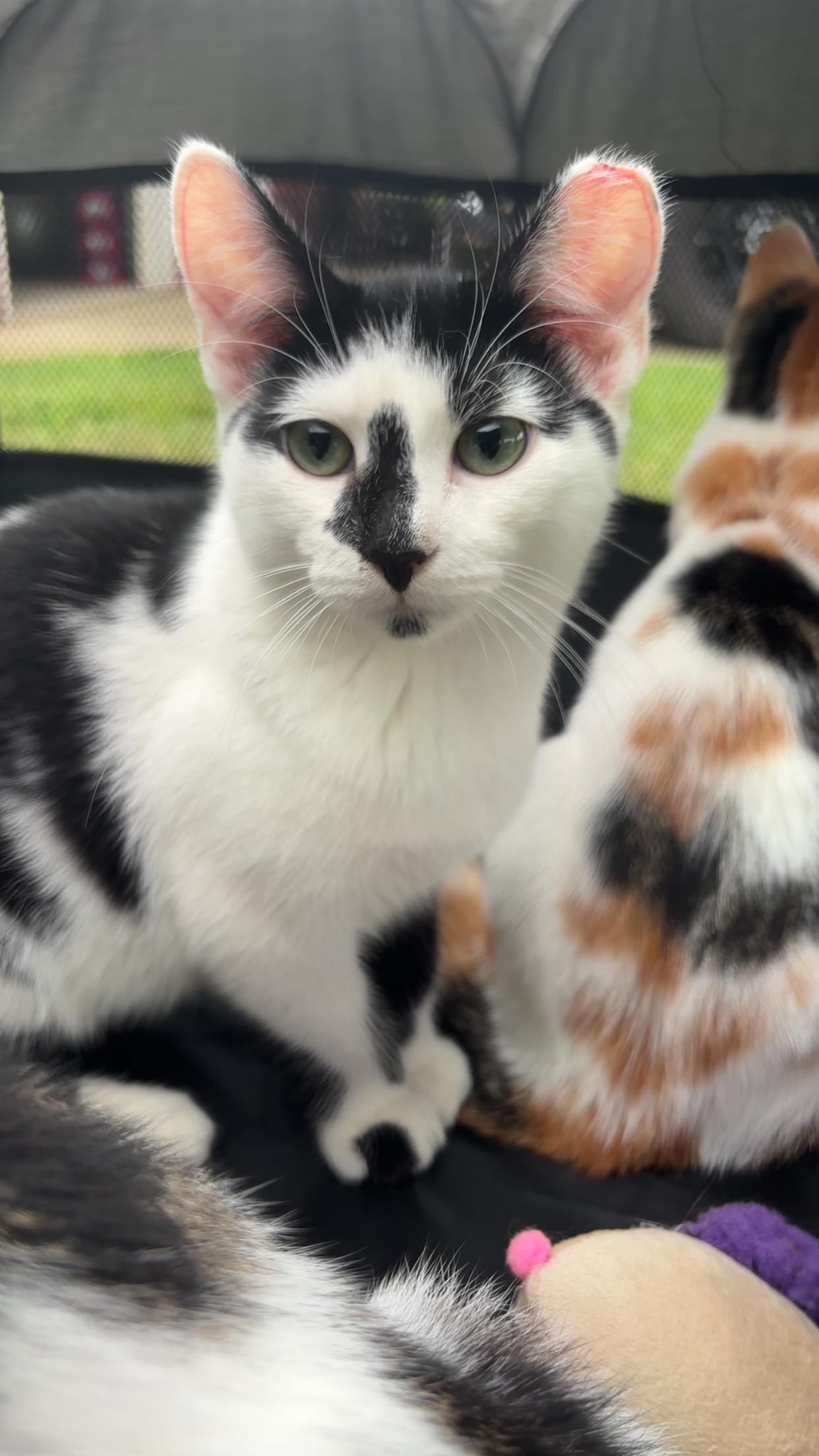 Enlarge Legend, a Adoptable Domestic Short Hair in Karns City, PA image 3/3