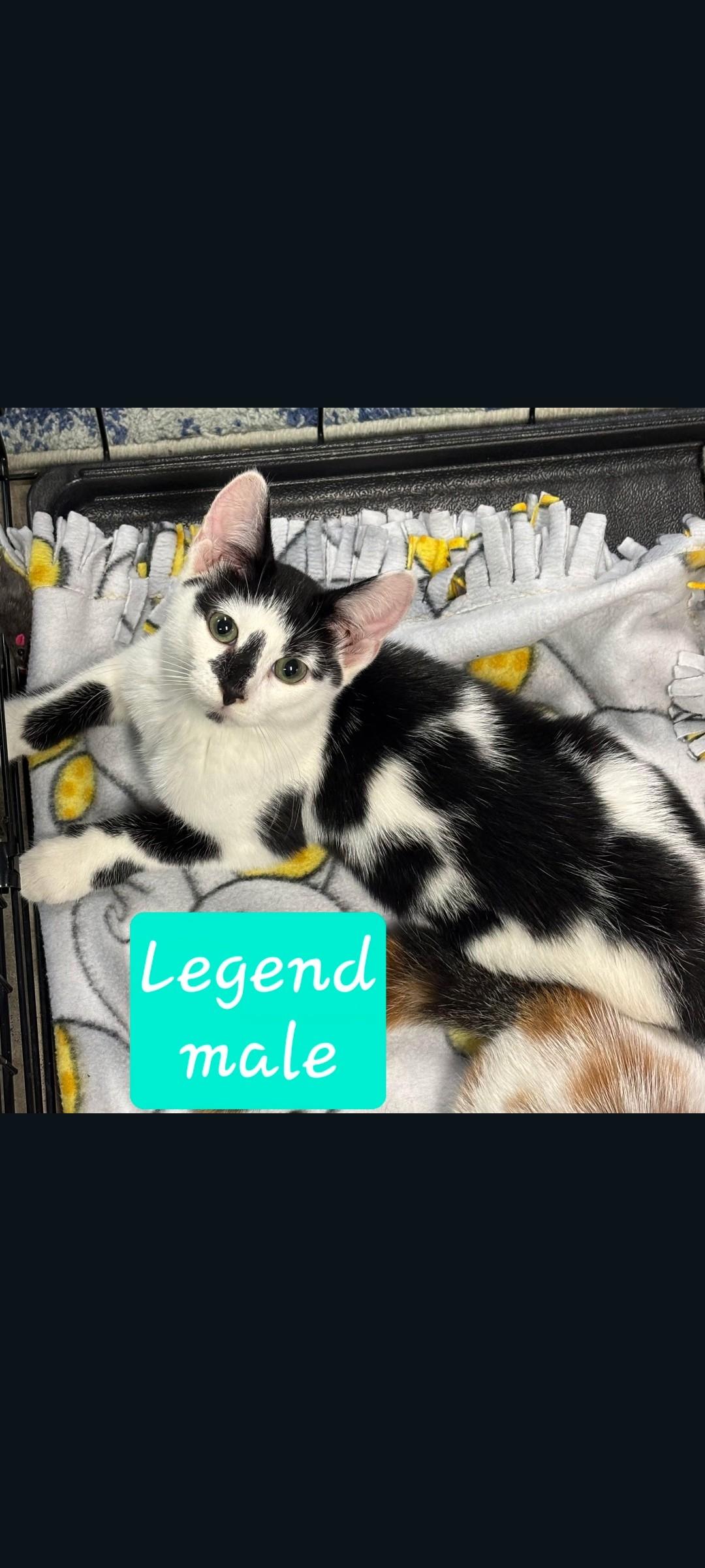 Enlarge Legend, a Adoptable Domestic Short Hair in Karns City, PA image 2/3