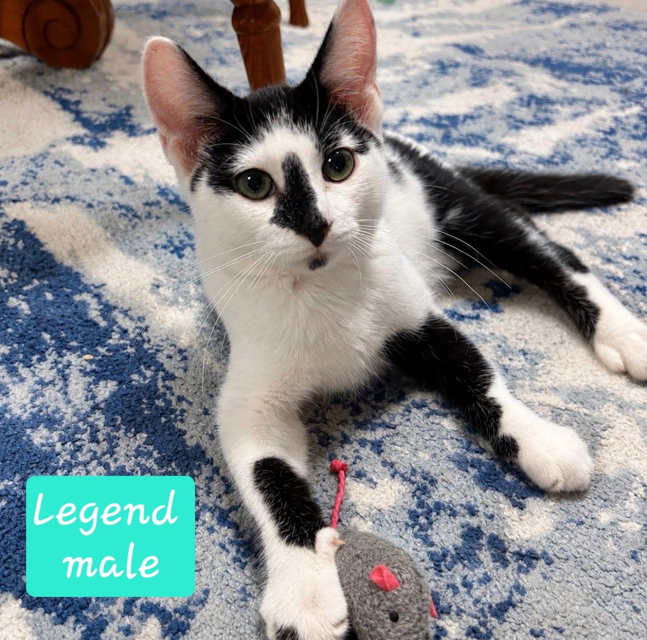Enlarge Legend, a Adoptable Domestic Short Hair in Karns City, PA image 1/3