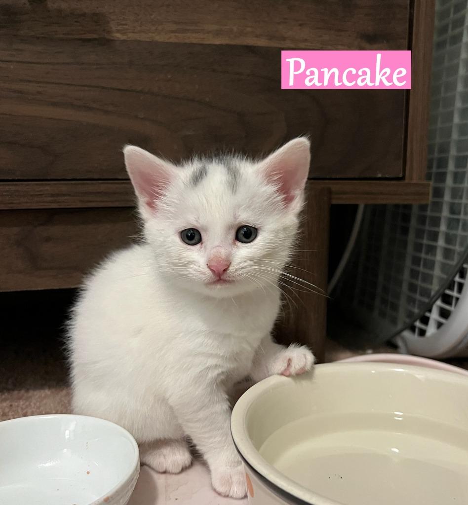 Pancake (Lily Fae), Adopted, Kitten Female Domestic Short Hair.