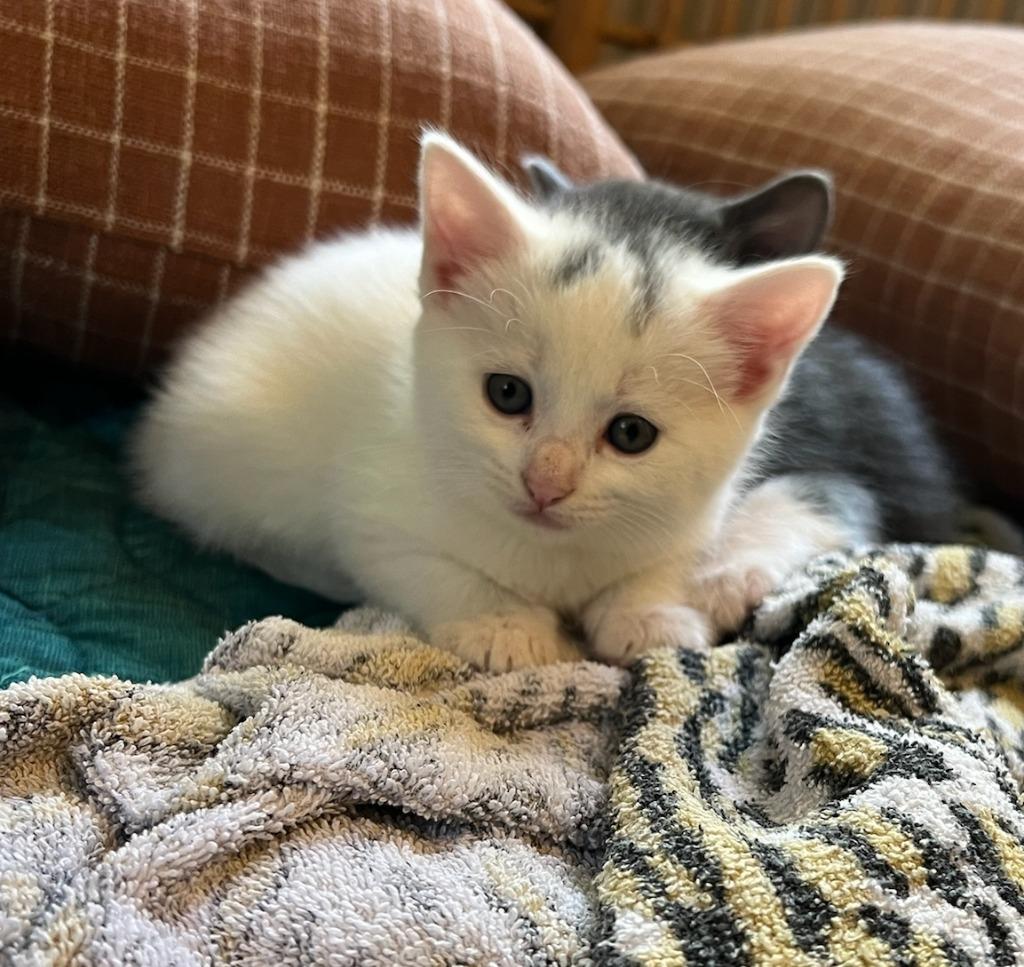Pancake (Lily Fae), a Adopted mixed breed in Hoover , AL image 2/2