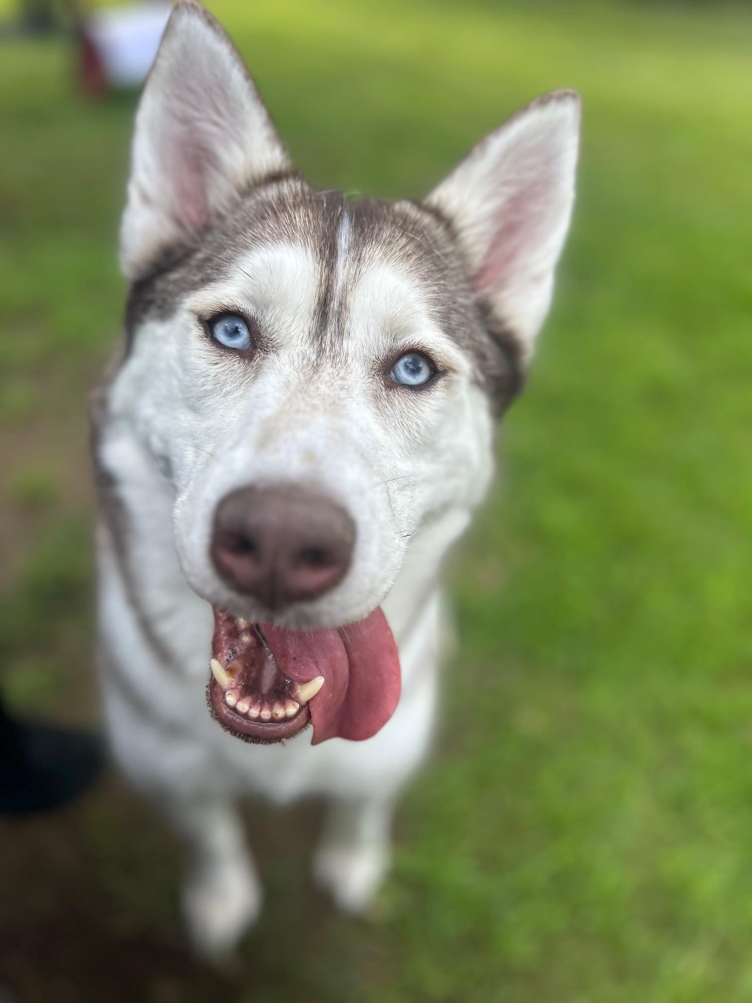 Enlarge Sky, a Adopted Siberian Husky in Lincoln, RI image 3/3