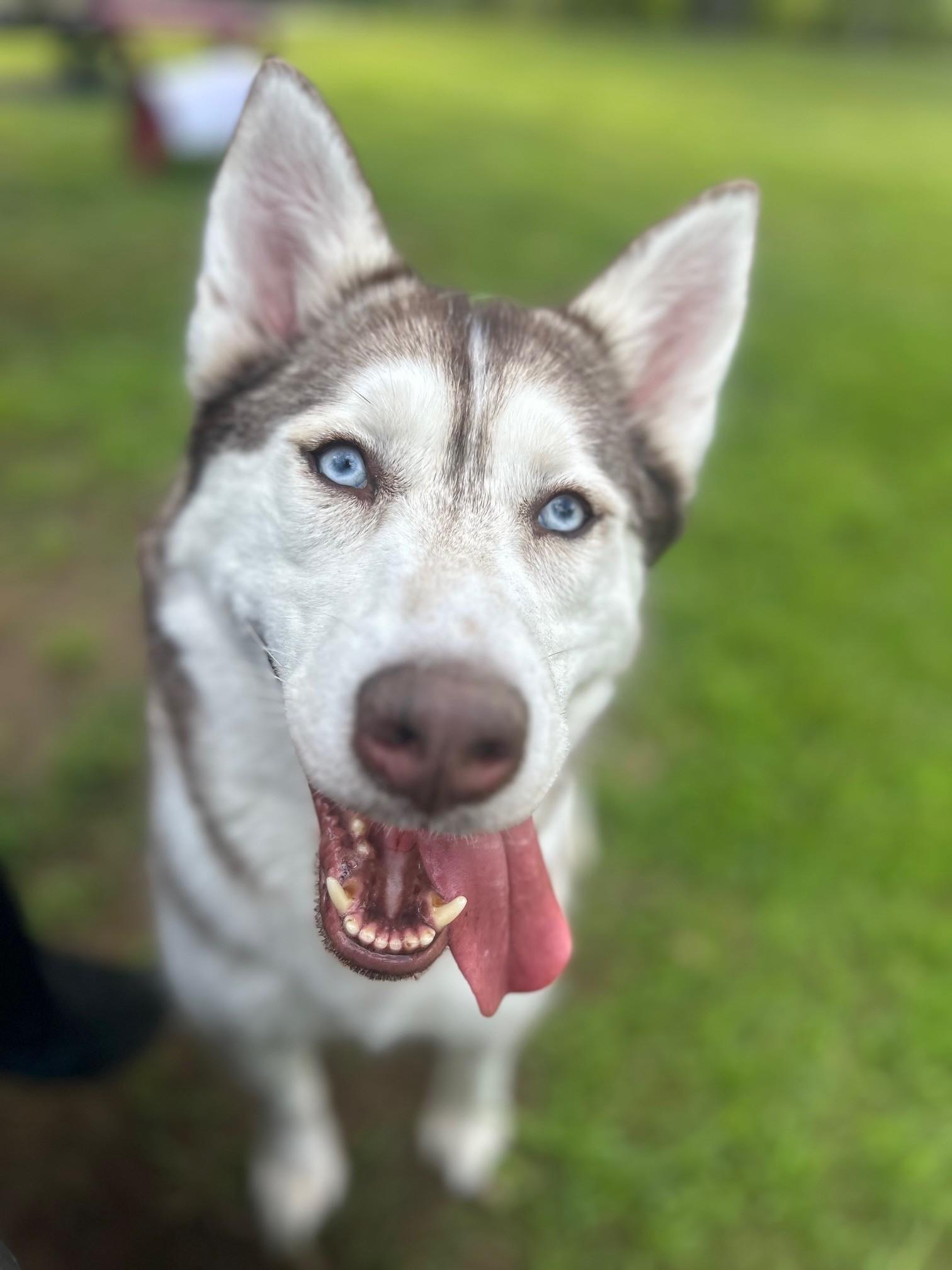 Enlarge Sky, a Adopted Siberian Husky in Lincoln, RI image 2/3