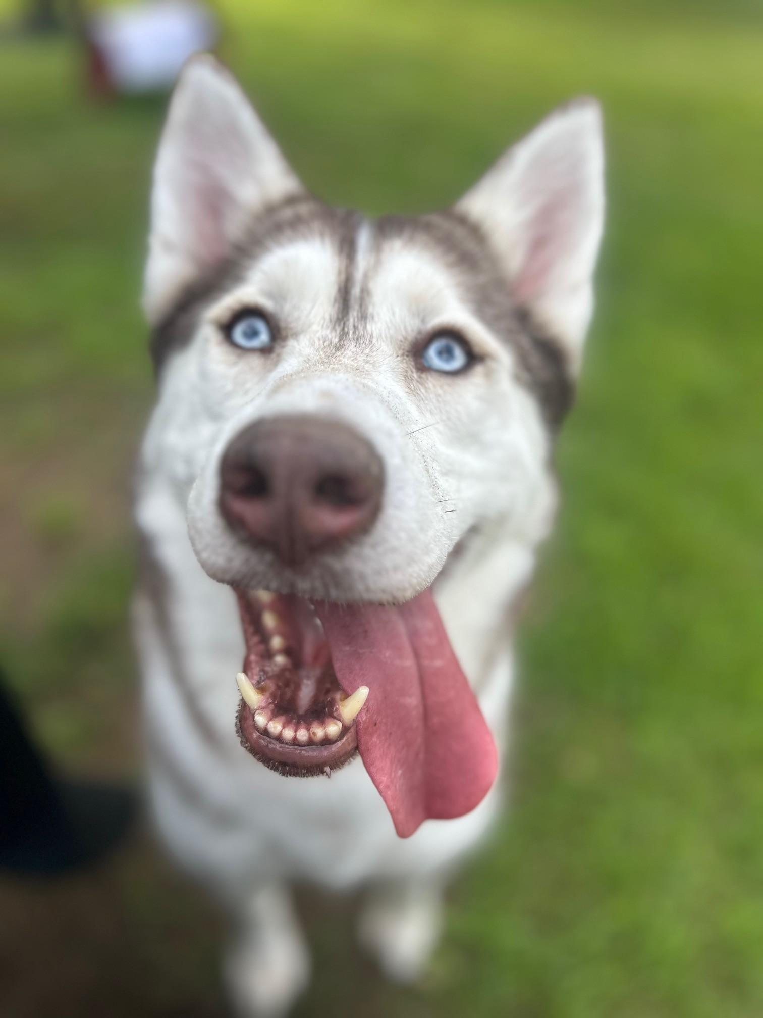 Enlarge Sky, a Adopted Siberian Husky in Lincoln, RI image 1/3