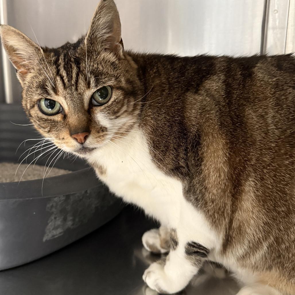 Enlarge Buggie, a Adoptable Domestic Short Hair in Fort Bragg, CA image 1/3