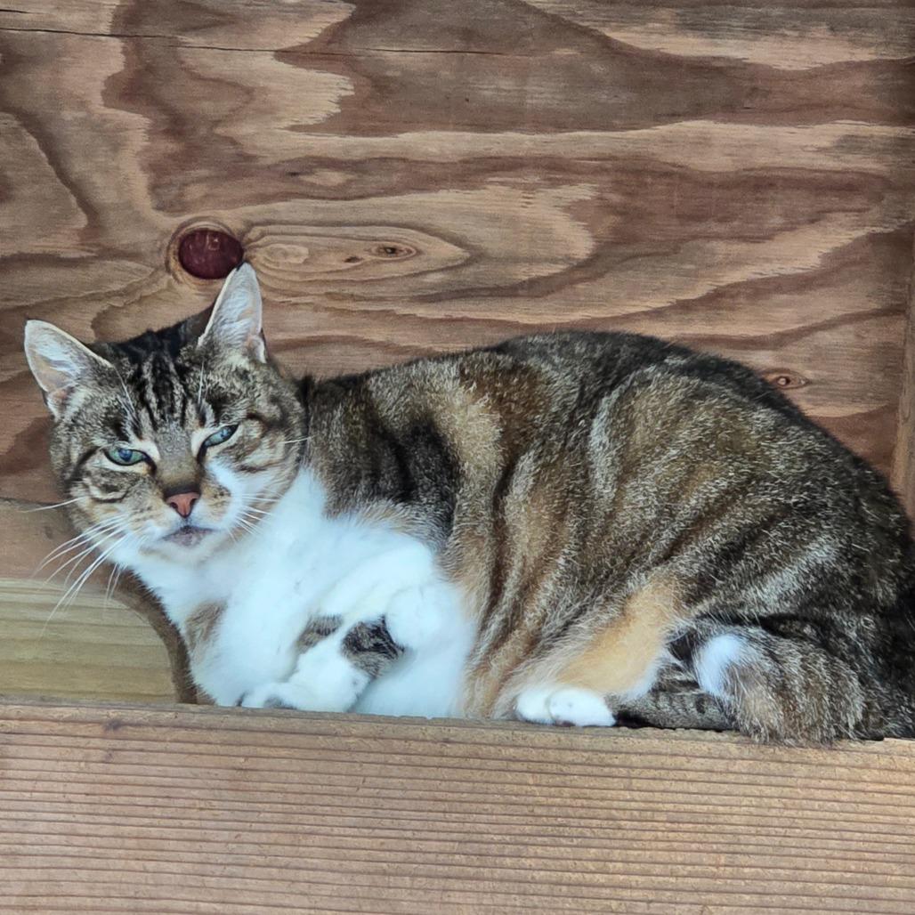 Enlarge Buggie, a Adoptable Domestic Short Hair in Fort Bragg, CA image 2/3