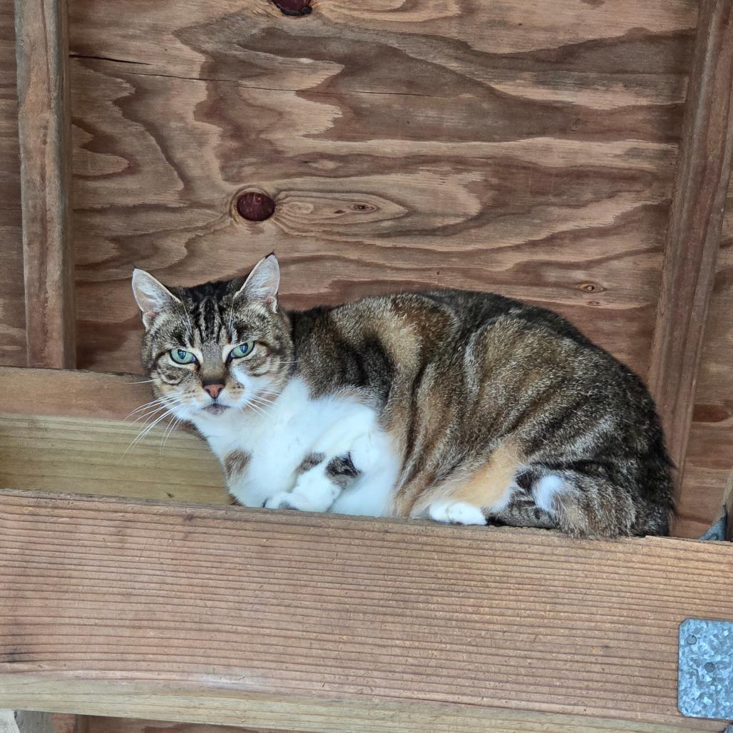 Enlarge Buggie, a Adoptable Domestic Short Hair in Fort Bragg, CA image 3/3