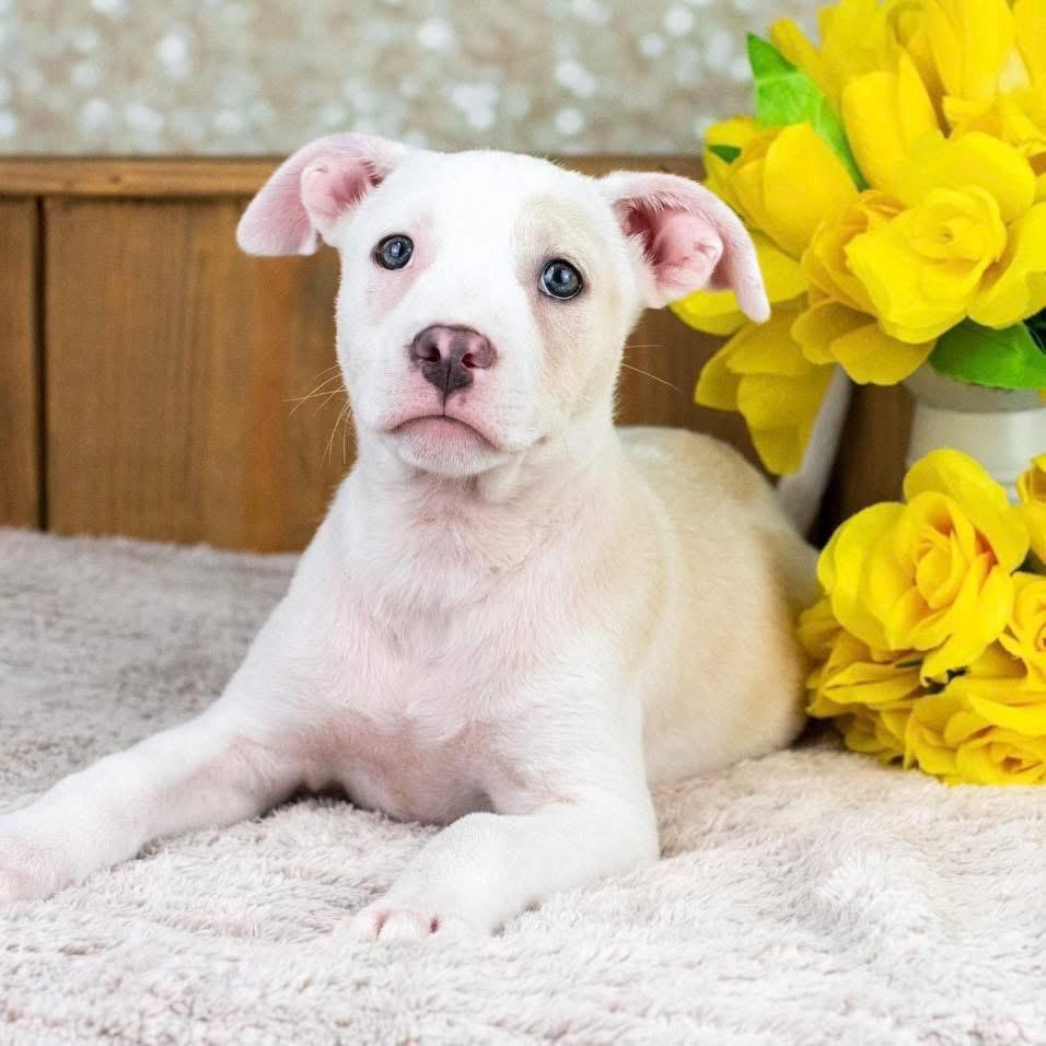 Pearl is naturally drawn to new people and places always ready to make a new friend or explore a ne