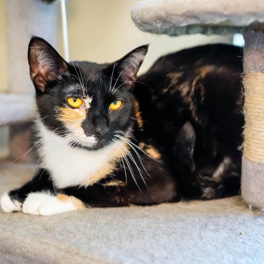 Feral Mert, Adoptable, Adult Female Domestic Short Hair.