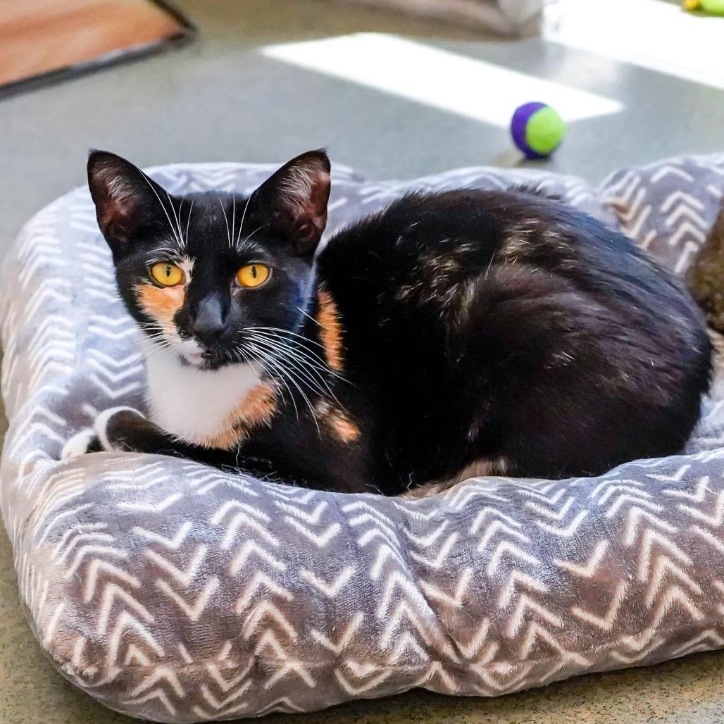 Feral Mert, a Adoptable Domestic Short Hair in Thomaston, ME image 3/4