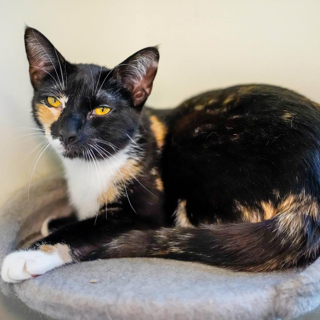 Enlarge Feral Mert, a Adoptable Domestic Short Hair in Thomaston, ME image 3/4