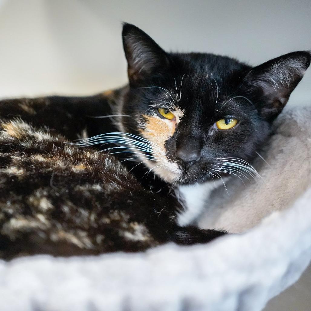 Feral Mert, Adoptable, Adult Female Domestic Short Hair.