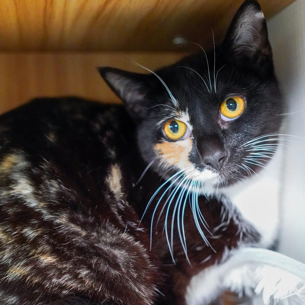 Enlarge Feral Mert, a Adoptable Domestic Short Hair in Thomaston, ME image 2/2