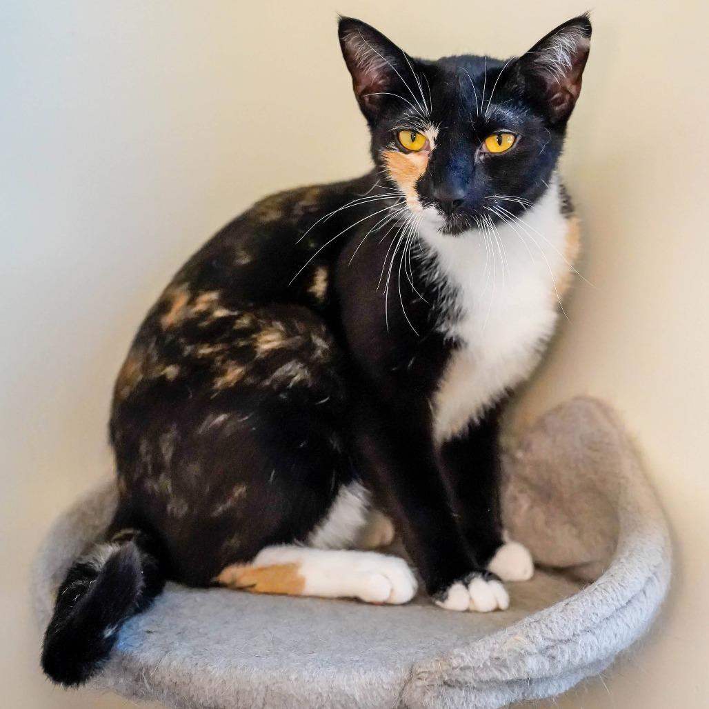 Enlarge Feral Mert, a Adoptable Domestic Short Hair in Thomaston, ME image 3/3