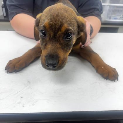 Enlarge Richard, a Adoptable mixed breed image 1/1