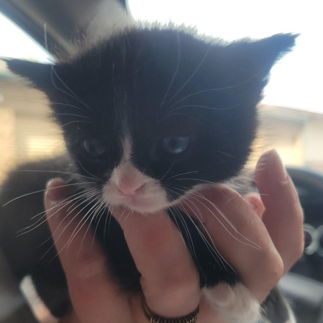 Enlarge Slushie, an adoptable mixed breed in Ellensburg, WA image 3/4