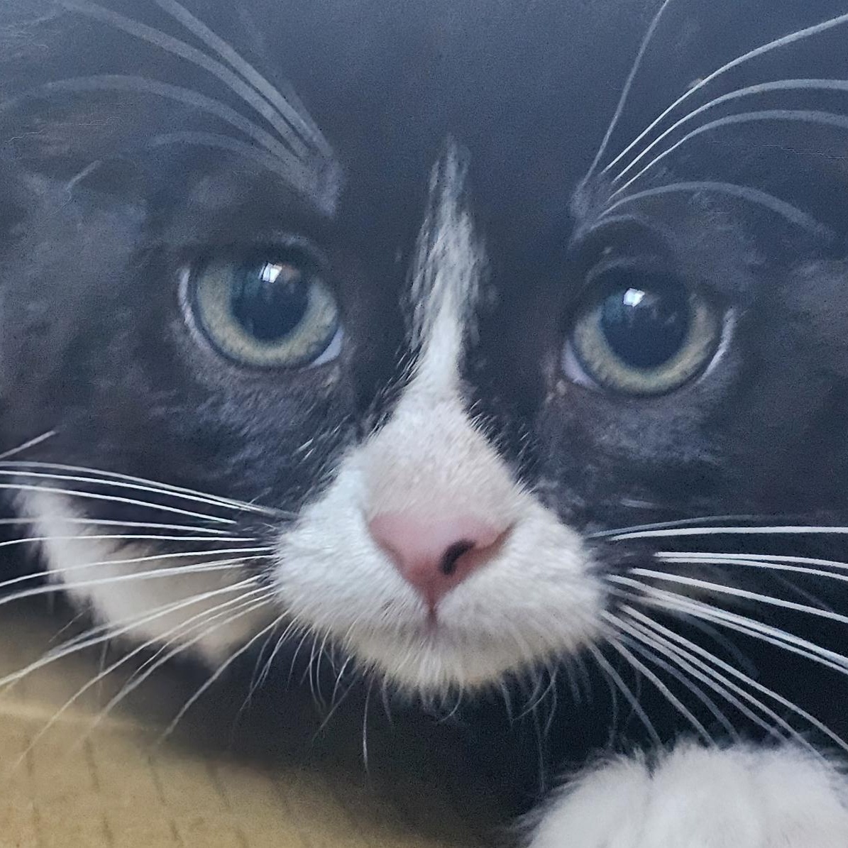 Enlarge Slushie, an adoptable mixed breed in Ellensburg, WA image 4/4