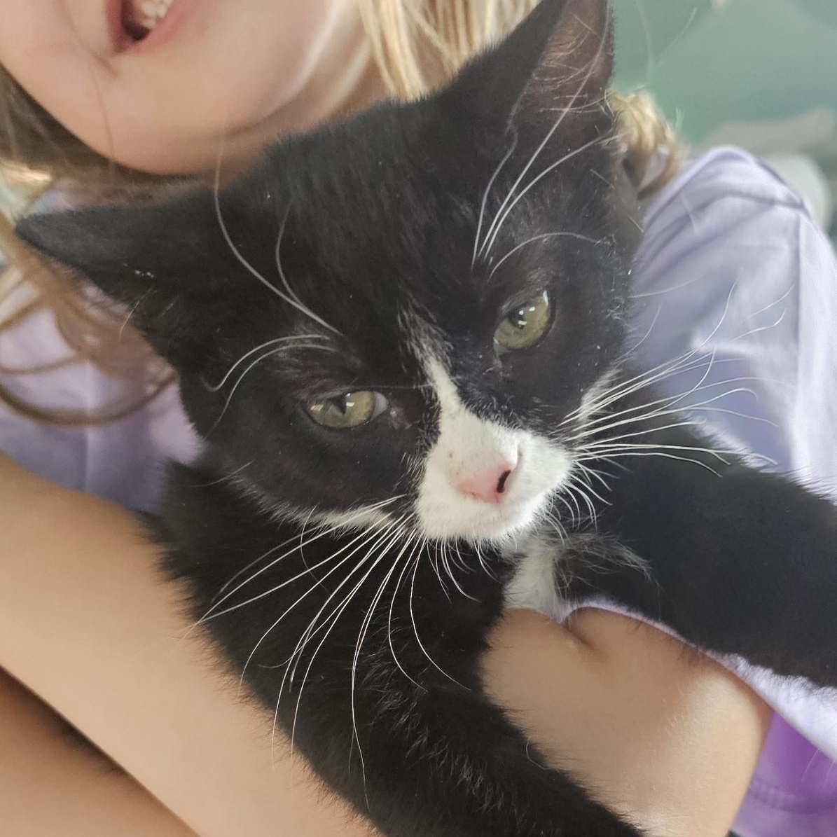 Slushie, adoptable, Kitten Female Domestic Short Hair.