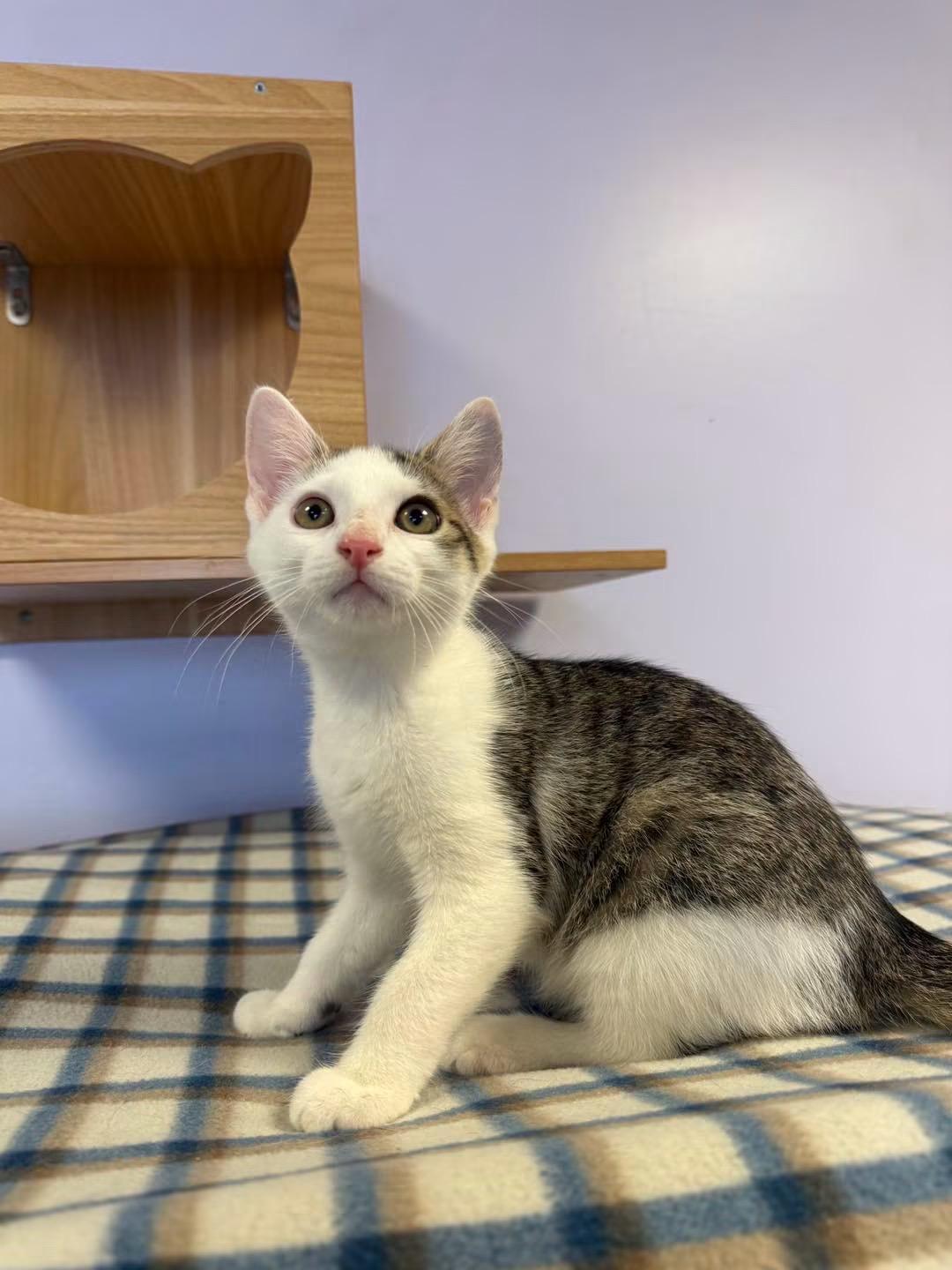 Tadpole, adopted, Young Male Domestic Short Hair.