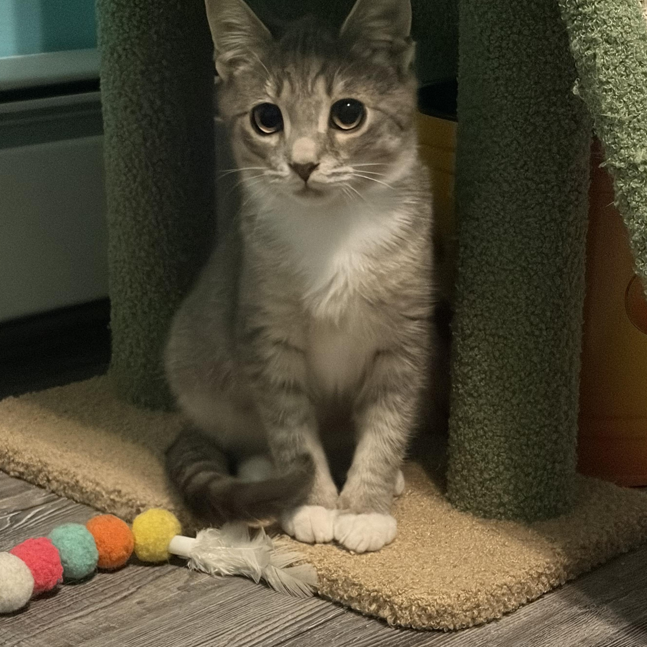 Enlarge Minky & Winky, a Adoptable Domestic Short Hair in Andover, CT image 2/4