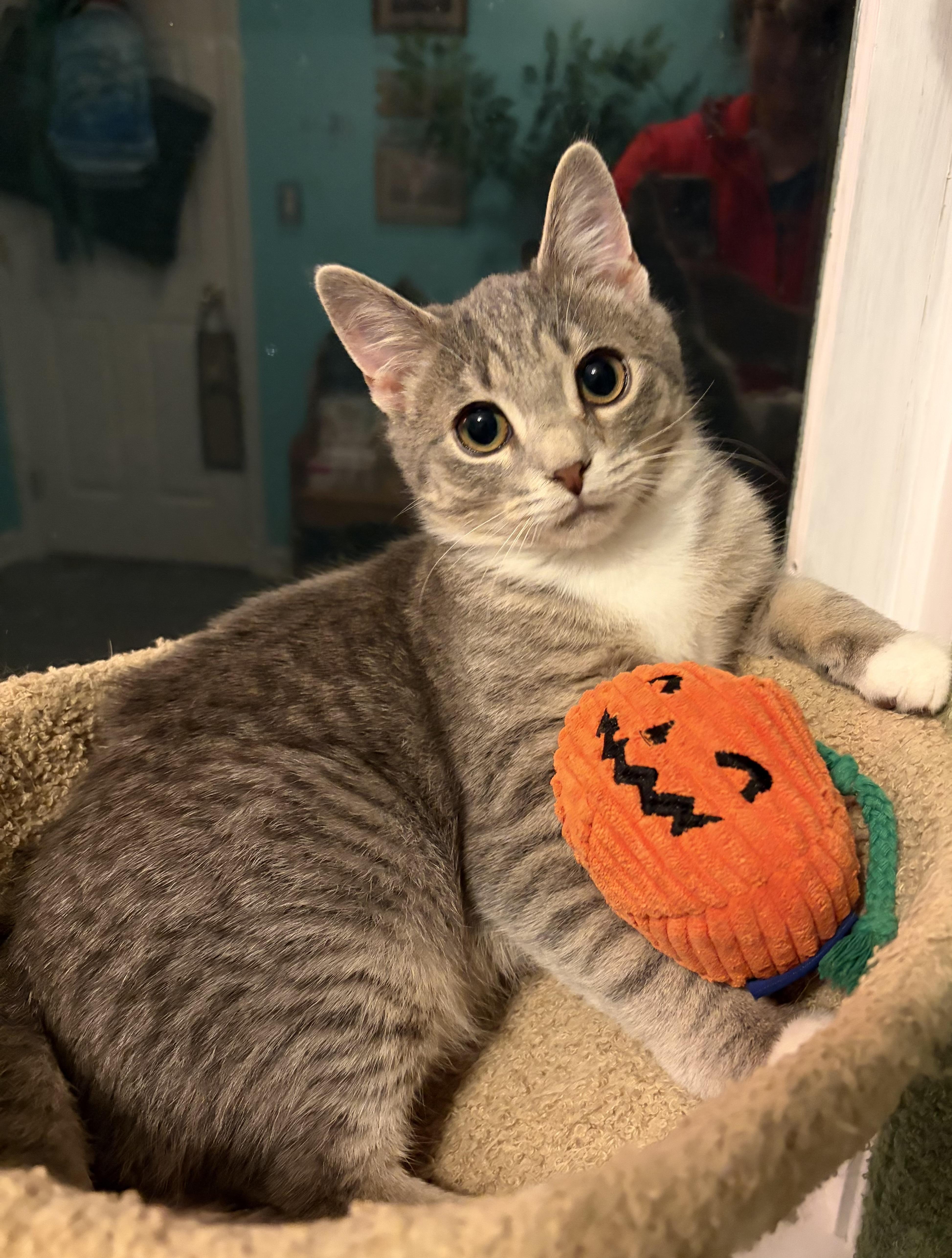 Enlarge Minky & Winky, a Adoptable Domestic Short Hair in Andover, CT image 4/4