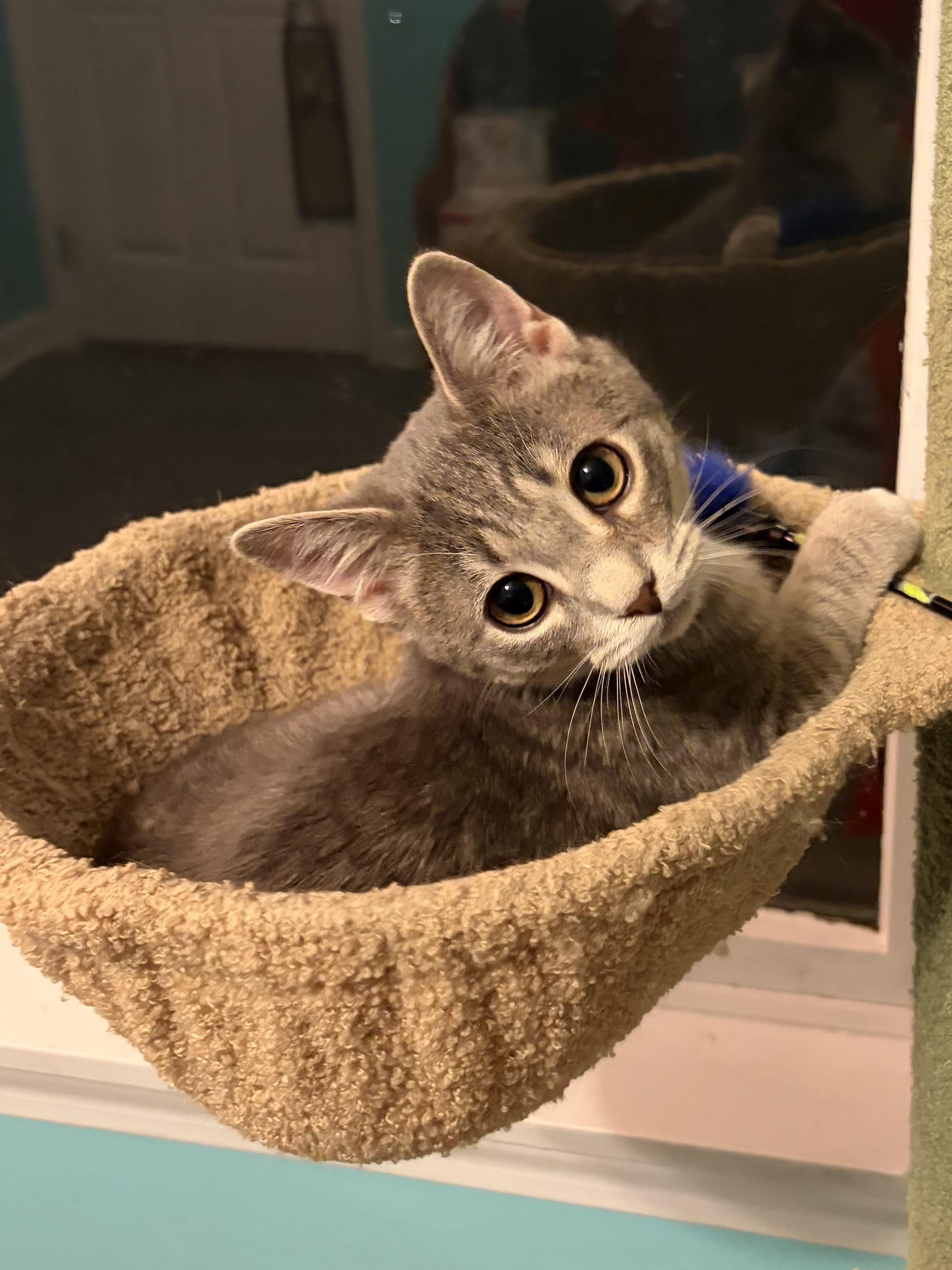 Enlarge Minky & Winky, a Adoptable Domestic Short Hair in Andover, CT image 1/4