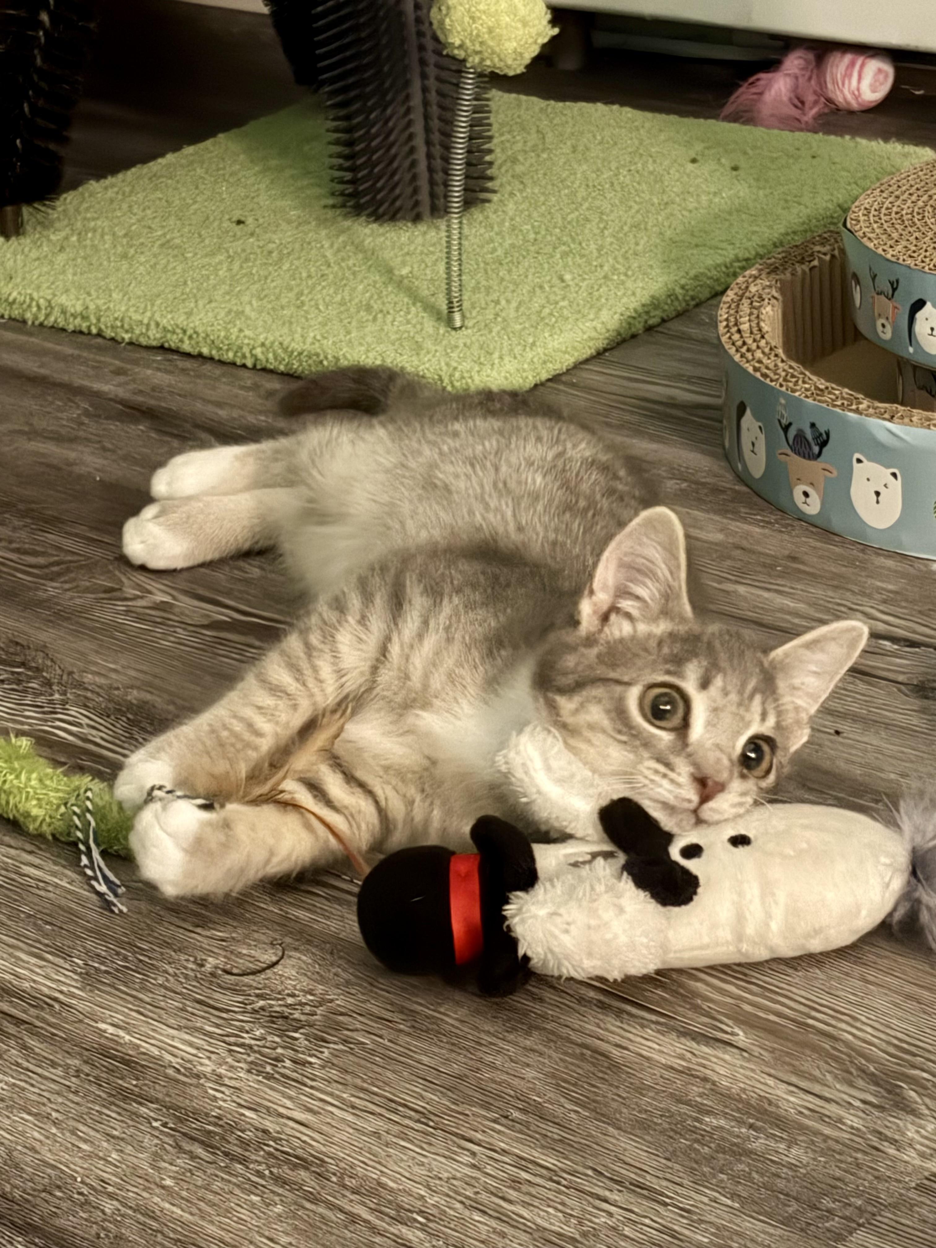 Enlarge Minky & Winky, a Adoptable Domestic Short Hair in Andover, CT image 3/4
